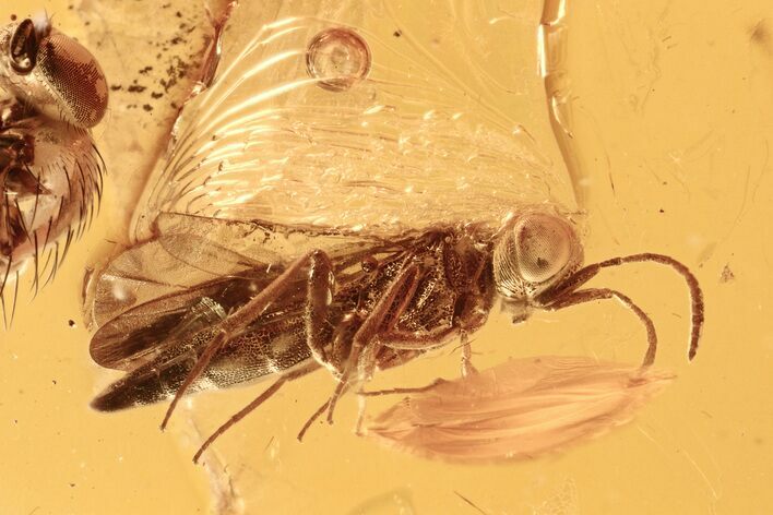 Detailed Fossil Parasitoid Wasp (Scelionidae) in Baltic Amber #288594